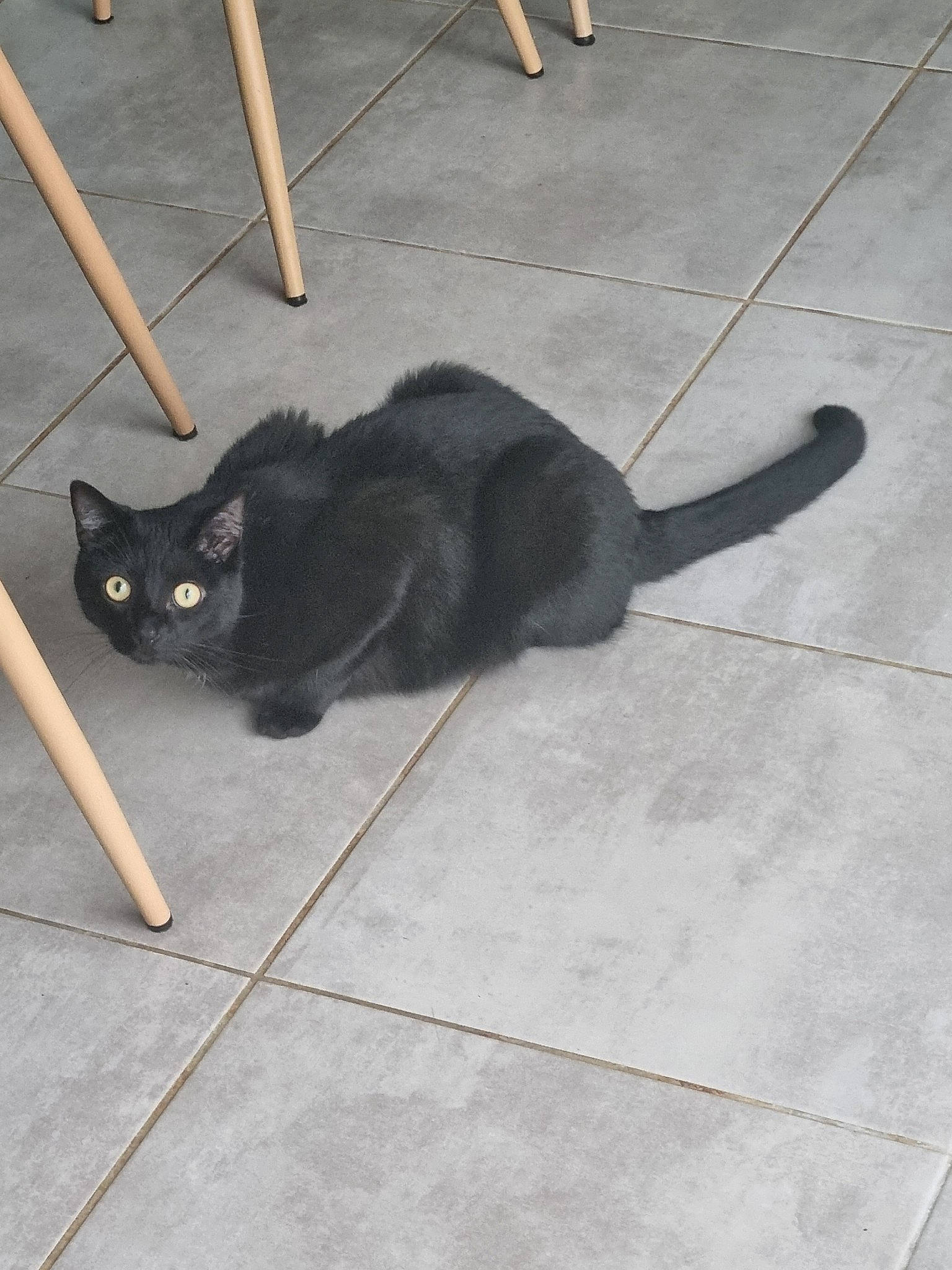 Krokmou a rejoint le concours — aidez-le/la à gagner de superbes lots ! black_cat, bombay, carnivore, cat, claw, comfort, dog_breed, domestic_short_haired_cat, felidae, floor, flooring, fur, shadow, small_to_medium_sized_cats, snout, tail, terrestrial_animal, tile_flooring, whiskers, wood