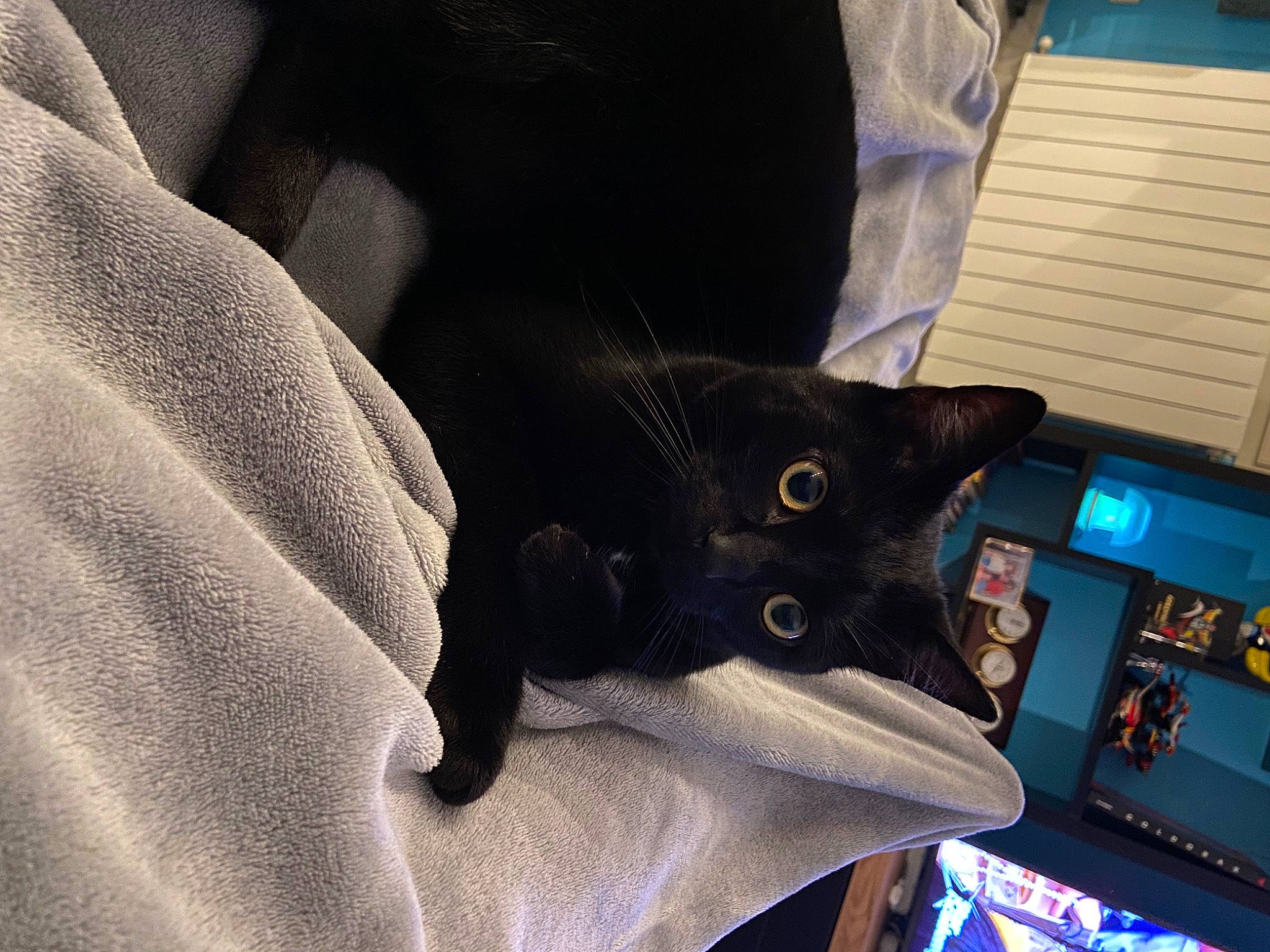 Krokmou participe au concours pour gagner de l'argent avec cette photo : auto_part, black_cat, carnivore, cat, claw, comfort, domestic_short_haired_cat, electric_blue, felidae, fur, gadget, gesture, human_leg, lap, multimedia, sleeve, small_to_medium_sized_cats, snout, tail, whiskers