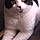 Sooky