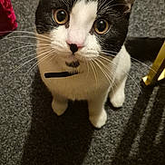 Sooky joined the competition — help win amazing prizes! animal, basket, black_and_white, carpet, cat, collar, curious, domestic_animal, ears, eye_contact, feline, floor, fur, indoor, looking_up, pet, shadow, sitting, whiskers, young_cat