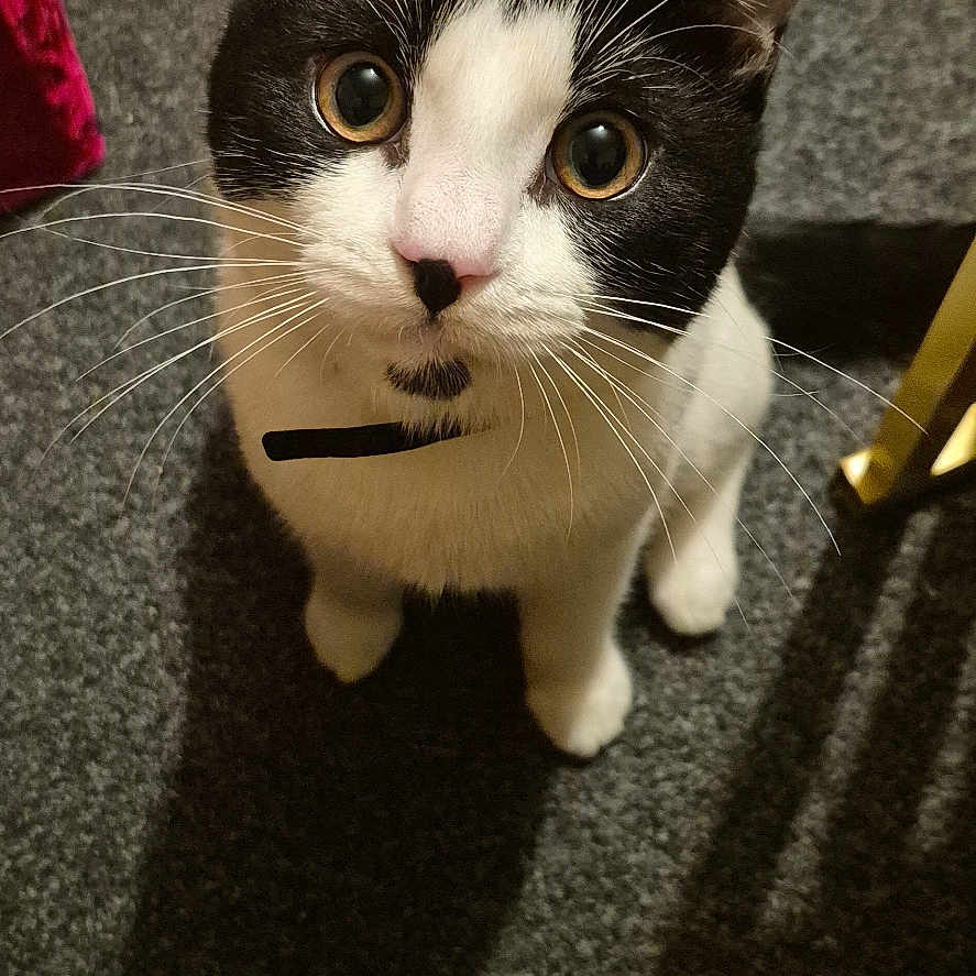 Sooky joined the competition — help win amazing prizes! animal, basket, black_and_white, carpet, cat, collar, curious, domestic_animal, ears, eye_contact, feline, floor, fur, indoor, looking_up, pet, shadow, sitting, whiskers, young_cat