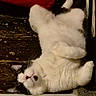 Sooky is registered to the contest to win money with this photo: black_fur, carpet, cat, cozy, cute, domestic_animal, feline, floor, fur, household, indoor, lying_down, mammal, pet, red_bag, relaxed, resting, sleepy, whiskers, white_fur