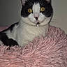 Sooky is registered to the contest to win money with this photo: alone, animal, black_and_white, cat, cozy, curious, cute, domestic, ears, feline, fluffy_bed, fur, indoor, pet, pink, portrait, resting, soft_texture, whiskers, yellow_eyes