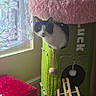 carpet, cat, cat_tower, cozy, curtains, feline, floral_pattern, furniture, green, home, indoor, natural_light, ottoman, peeking, pet, pink, playful, red, velvet, window