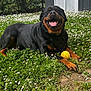 animal, black_and_tan, canine, cute, dog, flowers, garden, grass, grass_field, happy, nature, outdoor, paw, pet, playing, rottweiler, summer, sunlight, tongue_out, yellow_ball