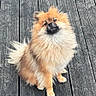 dog, pomernian, fluffy, sitting, wooden_deck, outdoor, pet, fur, animal, cute, small_dog, portrait, canine, brown, furry, companion, looking_up, texture, planks, nature