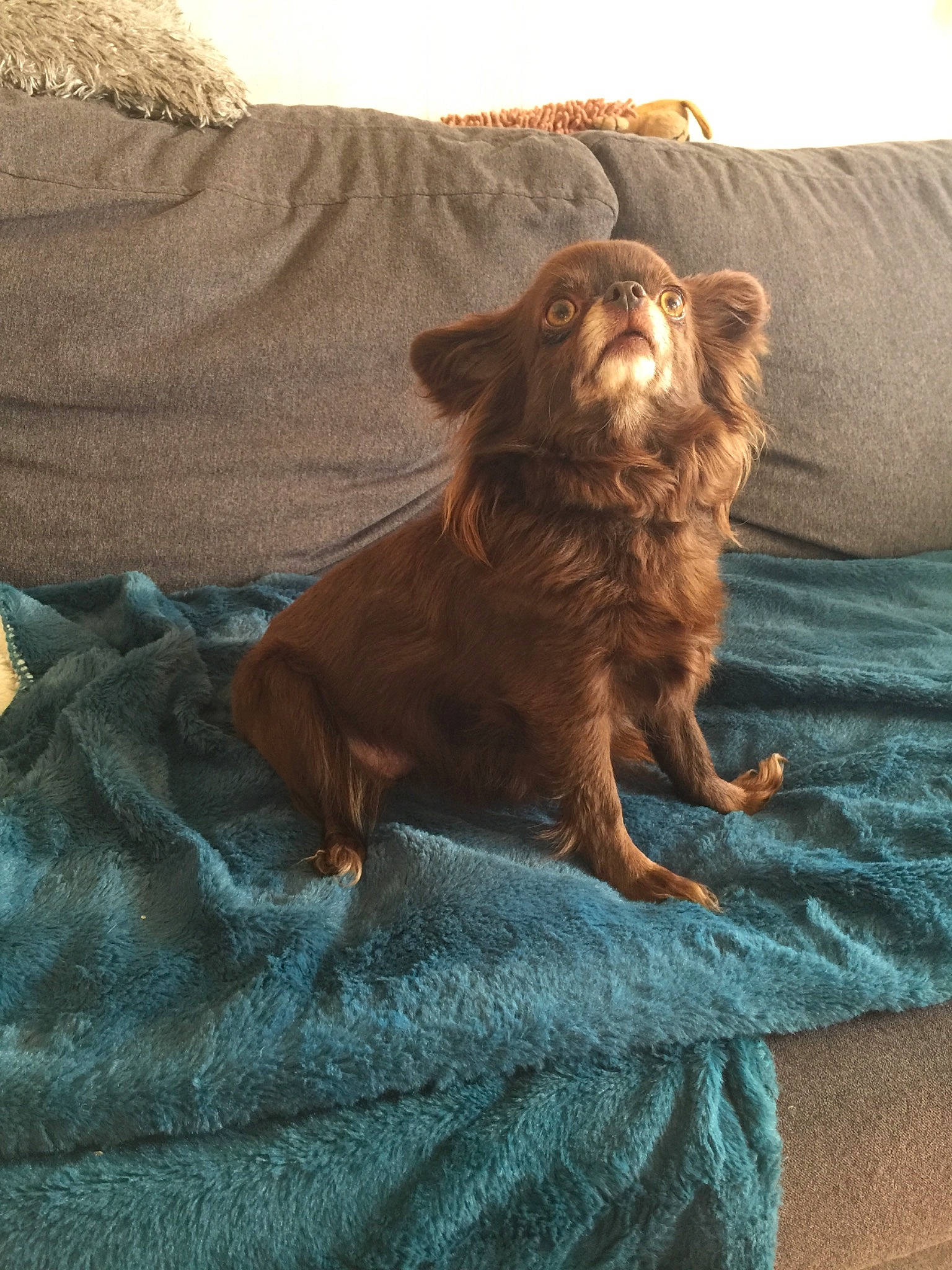 Muse a rejoint le concours — aidez-le/la à gagner de superbes lots ! boykin_spaniel, canidae, carnivore, dog, dog_breed, fawn, irish_setter, liver, puppy, retriever, setter, spaniel, sporting_group