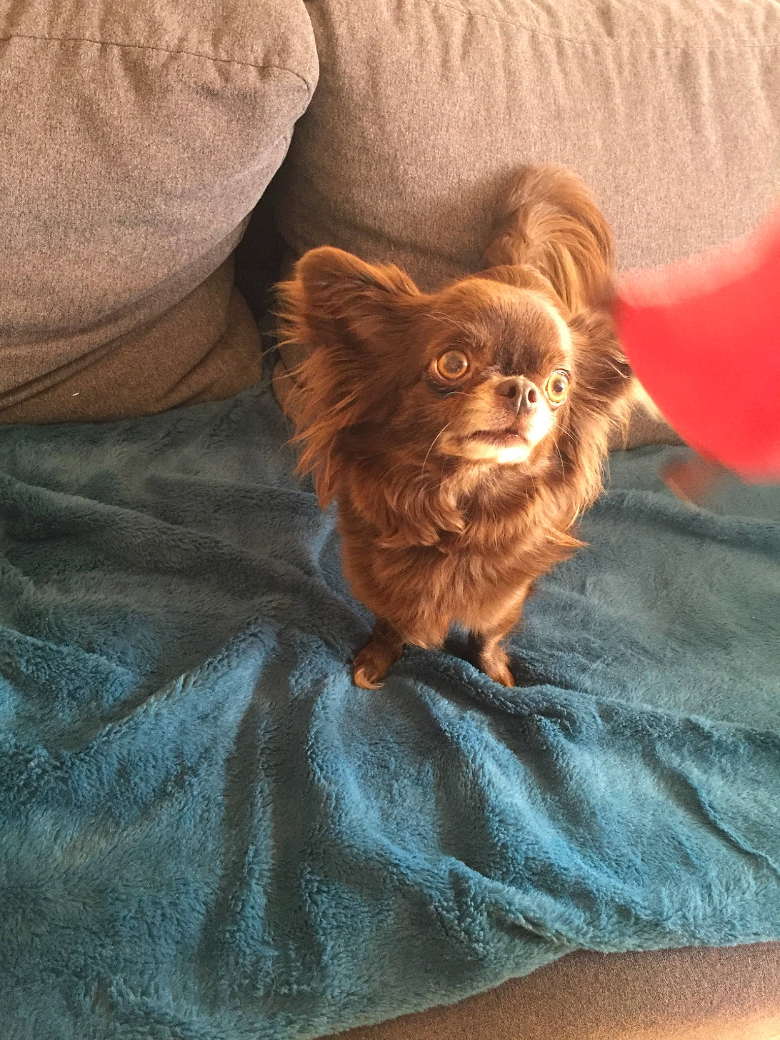 Muse participe au concours pour gagner de l'argent avec cette photo : canidae, carnivore, chihuahua, companion_dog, dog, dog_breed, fawn, liver, mammal, pomeranian, puppy, sporting_group, toy_dog, vertebrate