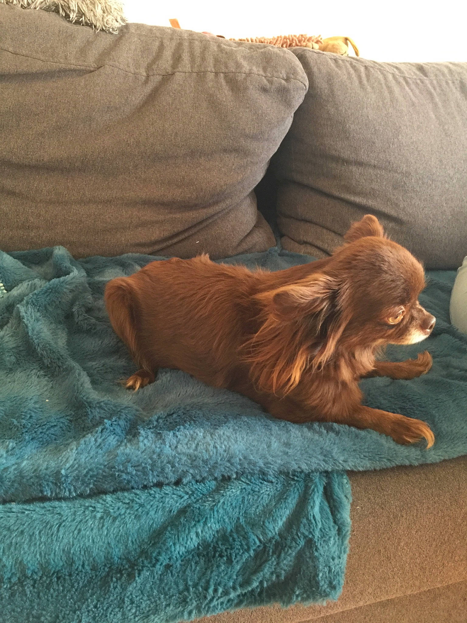 Muse a rejoint le concours — aidez-le/la à gagner de superbes lots ! bed, canidae, carnivore, chihuahua, comfort, companion_dog, couch, dog, dog_breed, fawn, furniture, pomeranian, puppy, spitz, sporting_group, toy_dog