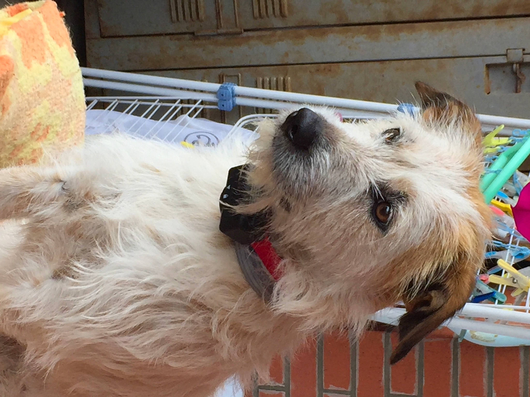 Olly a rejoint le concours — aidez-le/la à gagner de superbes lots ! canidae, carnivore, collar, companion_dog, dog, dog_breed, dog_collar, fox_terrier, fur, lakeland_terrier, miniature_schnauzer, schnauzer, small_terrier, snout, sporting_group, standard_schnauzer, terrier, tongue, vertebrate, working_animal