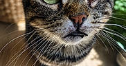 Pirate participe au concours pour gagner de l'argent avec cette photo : animal, basket, cat, close-up, curious, cute, domestic_animal, face, feline, fur, green_eyes, indoor, natural_light, one-eyed, pet, plant, portrait, tabby_cat, whiskers, wooden_floor