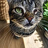 cat, tabby_cat, one-eyed, green_eyes, whiskers, close-up, portrait, indoor, natural_light, wooden_floor, plant, basket, pet, feline, animal, curious, face, fur, cute, domestic_animal