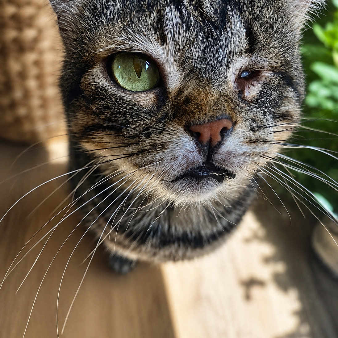 Pirate