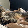 animal, bed, blanket, cat, comfort, cozy, cute, domestic, feline, fur, indoor, peaceful, pet, relaxing, resting, sleeping, soft, sunlight, tabby_cat, whiskers