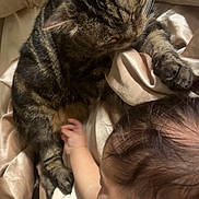 Pirate participe au concours pour gagner de l'argent avec cette photo : baby, bed, cat, closeup, comfort, cuddle, curious, fur, hand, indoor, infant, peaceful, reaching, resting, silk_sheets, skin, sleeping_cat, soft_toy, tabby_cat, toy