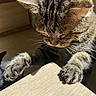 cat, tabby, paw, claws, feather, wooden_surface, curious, indoor, sunlight, whiskers, closeup, pet, animal, feline, playful, texture, shadow, focus, claw, brown