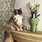 Caline participe au concours pour gagner de l'argent avec cette photo : cat, fluffy, mantle, flowerpot, plant, orchid, decor, interior, wallpaper, stone, figurine, silver, green, white_wall, animal, pet, feline, indoor, sitting, closeup
