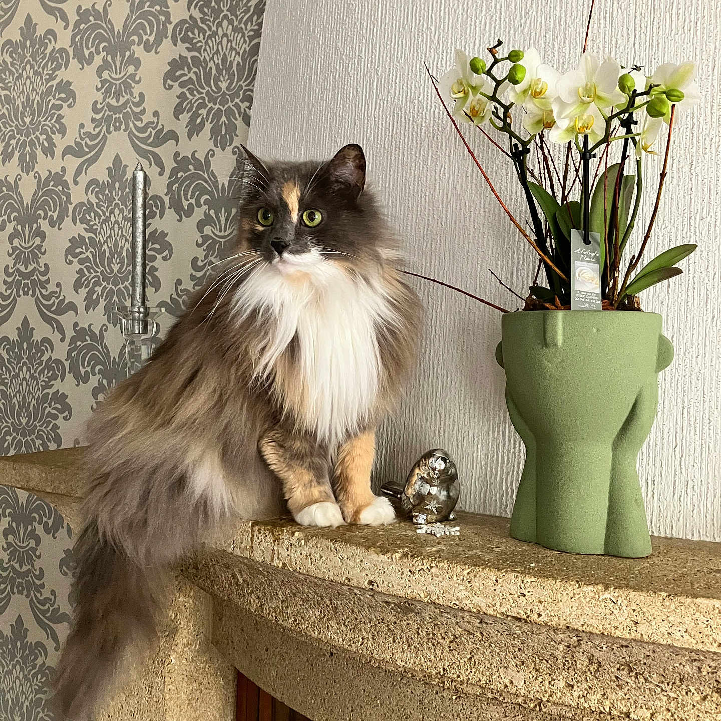 Caline participe au concours pour gagner de l'argent avec cette photo : animal, cat, closeup, decor, feline, figurine, flowerpot, fluffy, green, indoor, interior, mantle, orchid, pet, plant, silver, sitting, stone, wallpaper, white_wall