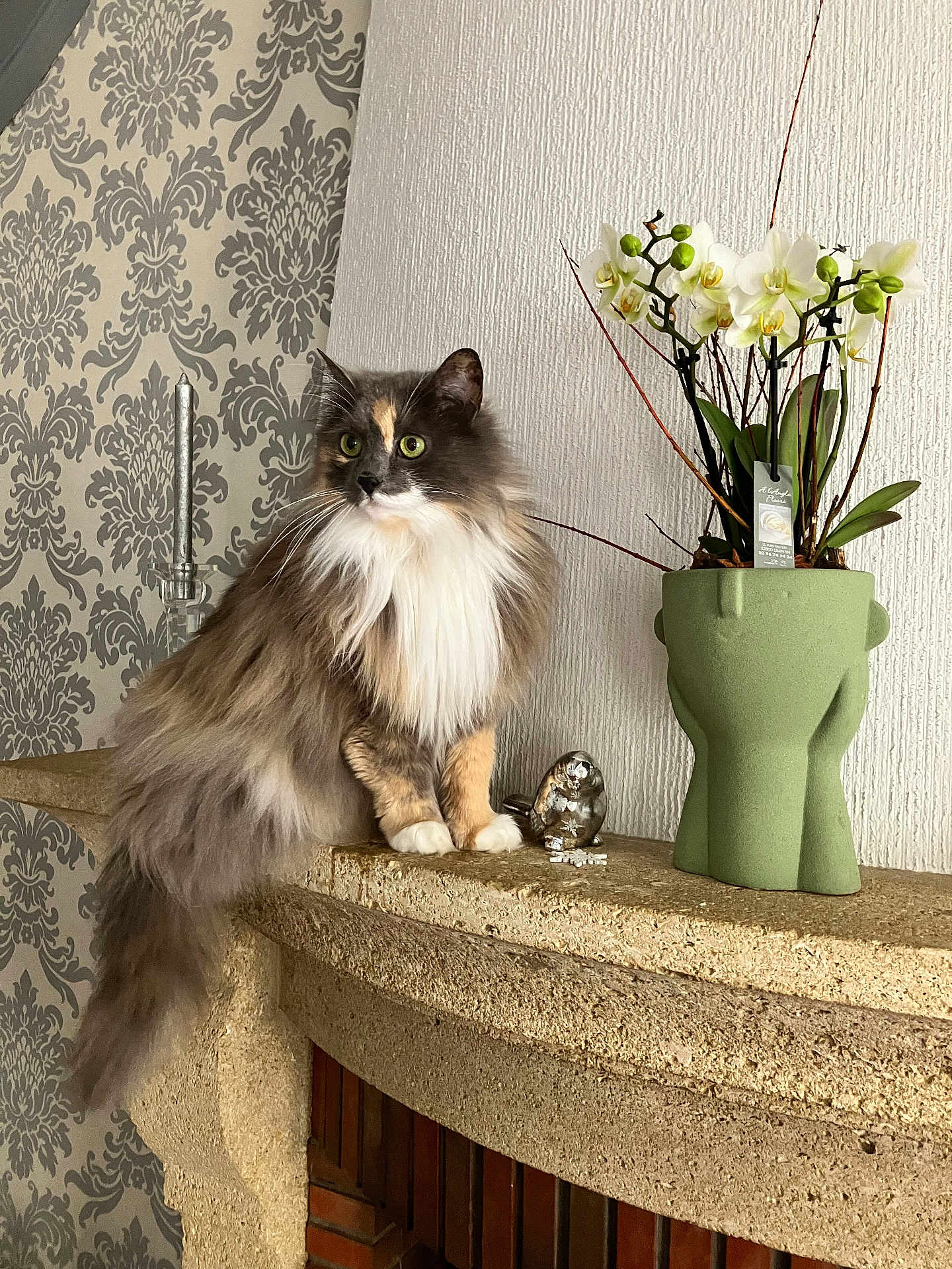 Caline participe au concours pour gagner de l'argent avec cette photo : cat, fluffy, mantle, flowerpot, plant, orchid, decor, interior, wallpaper, stone, figurine, silver, green, white_wall, animal, pet, feline, indoor, sitting, closeup