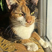 Kuyna participe au concours pour gagner de l'argent avec cette photo : cat, calico_cat, pet, animal, feline, close_up, portrait, whiskers, green_eyes, fur, tri_color, white_paws, ears, face, indoor, window, sunlight, cushion, relaxed, photography