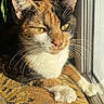 cat, calico_cat, pet, animal, feline, close_up, portrait, whiskers, green_eyes, fur, tri_color, white_paws, ears, face, indoor, window, sunlight, cushion, relaxed, photography