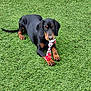 dog, puppy, black_and_tan, toy, rope_toy, grass, artificial_grass, outdoor, pet, animal, playful, lying_down, looking_at_camera, ears, paws, tail, young_dog, canine, nature, daylight