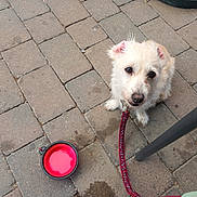 Loulou a rejoint le concours — aidez-le/la à gagner de superbes lots ! dog, leash, water_bowl, pavement, brick, outdoor, pet, small_dog, light_fur, looking_up, waiting, collar, table_leg, shoe, red, brown, cute, animal, companion, friendly