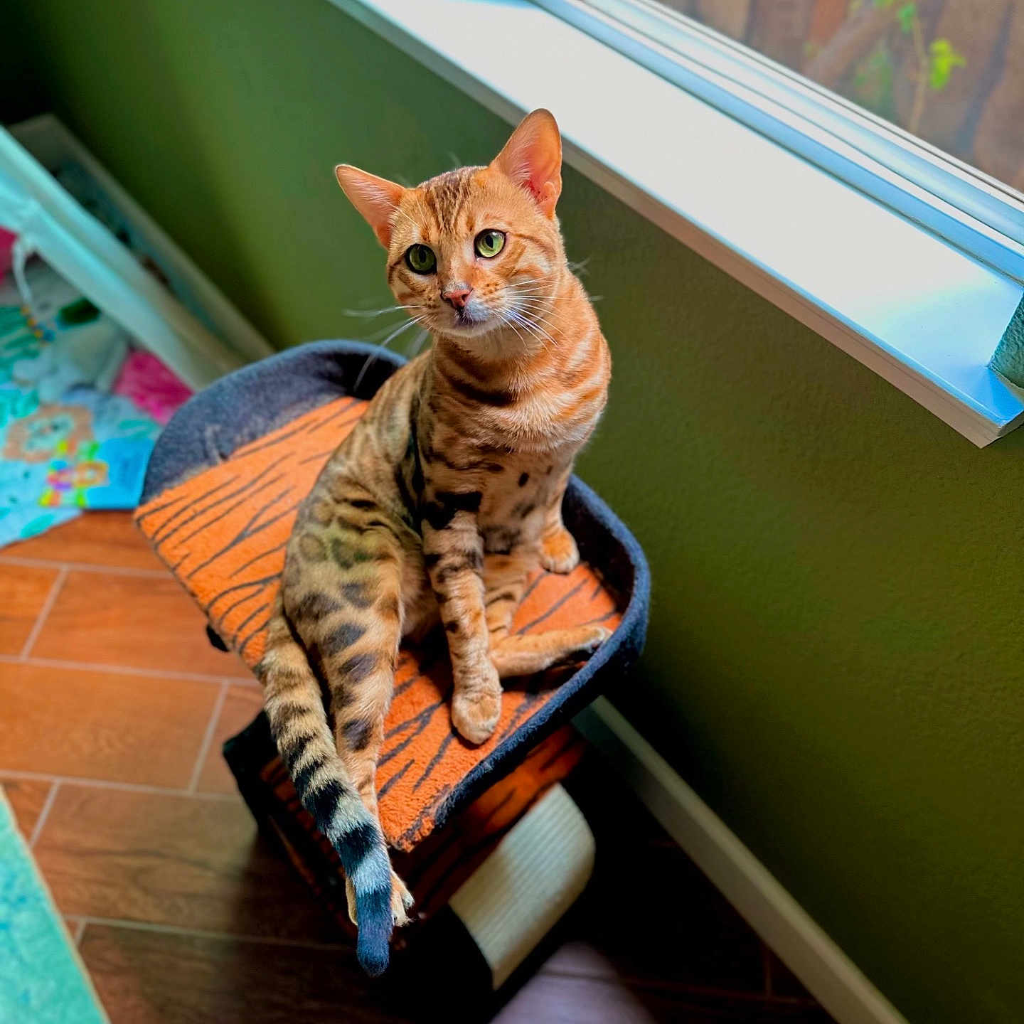 Leo joined the competition — help win amazing prizes! abyssinian, animal, baggage, canine, cat, hardwood, indoors, interiordesign, jar, kitten, manx, pet, plant, planter, pottedplant, pottery, stainedwood, window, windowsill, wood