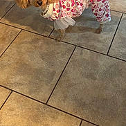 Lola is registered to the contest to win money with this photo: dog, poodle, pet, clothing, outfit, hearts, pearl_necklace, tile_floor, indoors, small_dog, curly_fur, tail, ears, cute, looking_at_camera, standing, animal, companion, domestic, fur