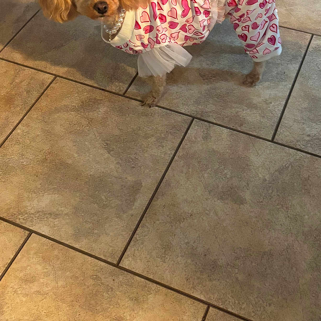 Lola is registered to the contest to win money with this photo: animal, clothing, companion, curly_fur, cute, dog, domestic, ears, fur, hearts, indoors, looking_at_camera, outfit, pearl_necklace, pet, poodle, small_dog, standing, tail, tile_floor