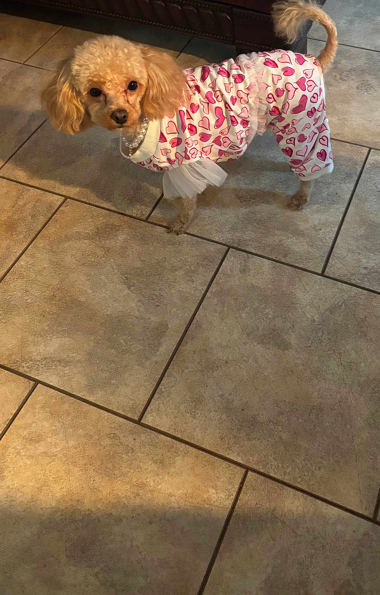 Lola is registered to the contest to win money with this photo: dog, poodle, pet, clothing, outfit, hearts, pearl_necklace, tile_floor, indoors, small_dog, curly_fur, tail, ears, cute, looking_at_camera, standing, animal, companion, domestic, fur