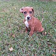 Daisy is registered to the contest to win money with this photo: adorable, animal, brown, canine, cute, dog, ears, eyes, fur, grass, green, leafy, nature, outdoor, pet, puppy, sitting, small, white, young