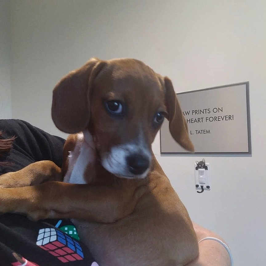 Daisy is registered to the contest to win money with this photo: animal, black_shirt, brown_dog, close_up, colorful_print, cute, dog, domestic_animal, frame, heart, holding, indoor, paw_print, person, pet, portrait, puppy, quote, wall, young_dog