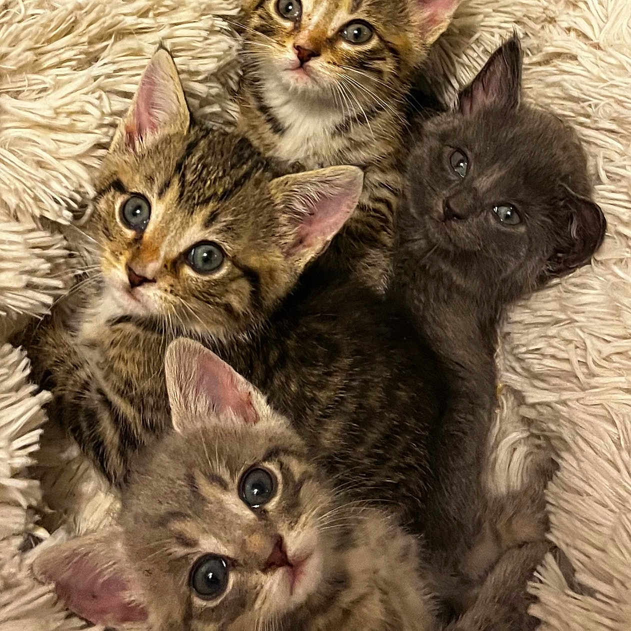 Baby Kitties is registered to the contest to win money with this photo: animal, cat, close_up, cute, domestic_cat, eyes, fluffy, fur, gray_cat, kitten, mammal, nest, pet, resting, sleeping, snuggling, soft, tabby, whiskers, young