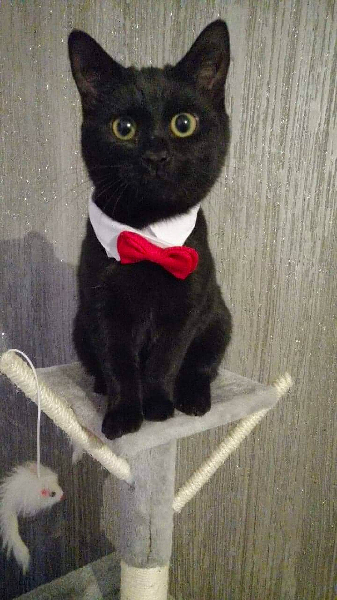 Blacky joined the competition — help win amazing prizes! art, black_cat, bombay, carmine, carnivore, cat, domestic_short_haired_cat, felidae, fur, grey, illustration, pattern, paw, small_to_medium_sized_cats, snout, tail, terrestrial_animal, visual_arts, whiskers, wood