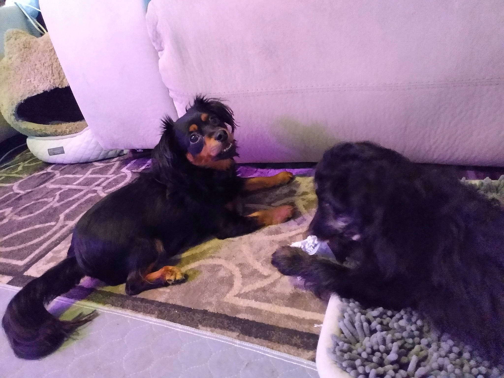 Kinney joined the competition — help win amazing prizes! bed, canidae, carnivore, comfort, companion_dog, dog, dog_breed, flooring, fun, fur, guard_dog, liver, puppy, purple, room, sporting_group, terrestrial_animal, toy_dog, working_dog