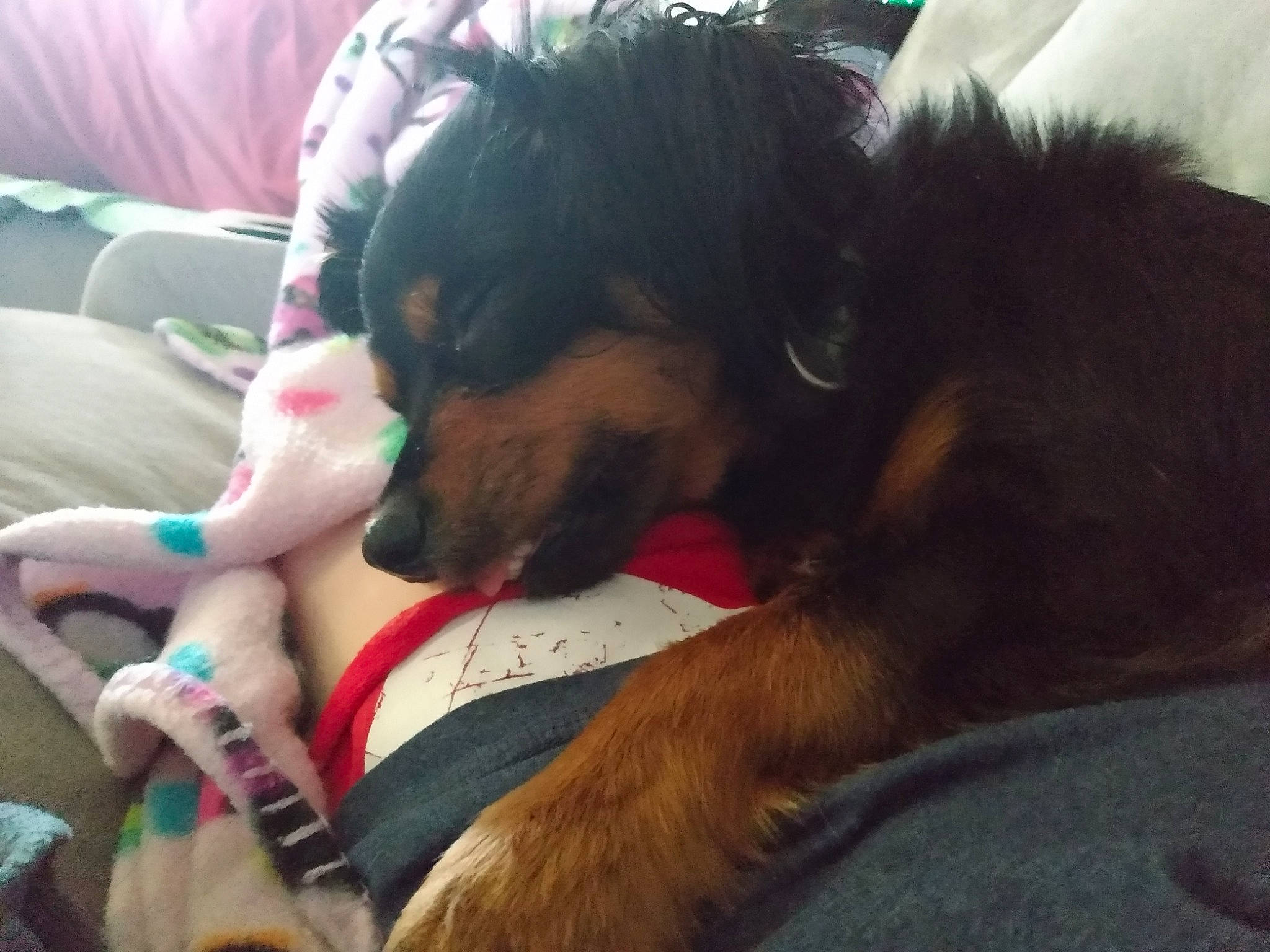 Kinney joined the competition — help win amazing prizes! canidae, carnivore, comfort, companion_dog, couch, dog, dog_breed, ear, fawn, fur, happy, nap, paw, puppy_love, snout, sporting_group, terrier, toy_dog, whiskers, working_animal