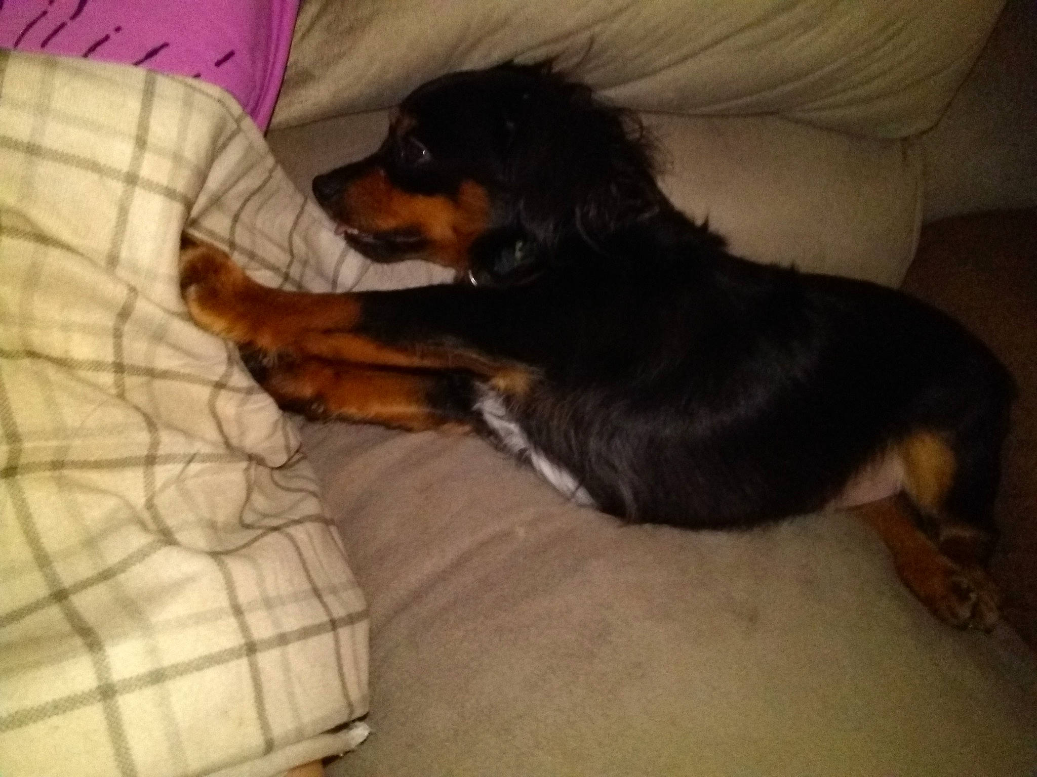 Kinney joined the competition — help win amazing prizes! bed, carnivore, comfort, companion_dog, couch, dog, dog_breed, fur, guard_dog, mammal, pattern, paw, pinscher, plaid, sporting_group, tartan, terrestrial_animal, toy_dog, working_animal, working_dog