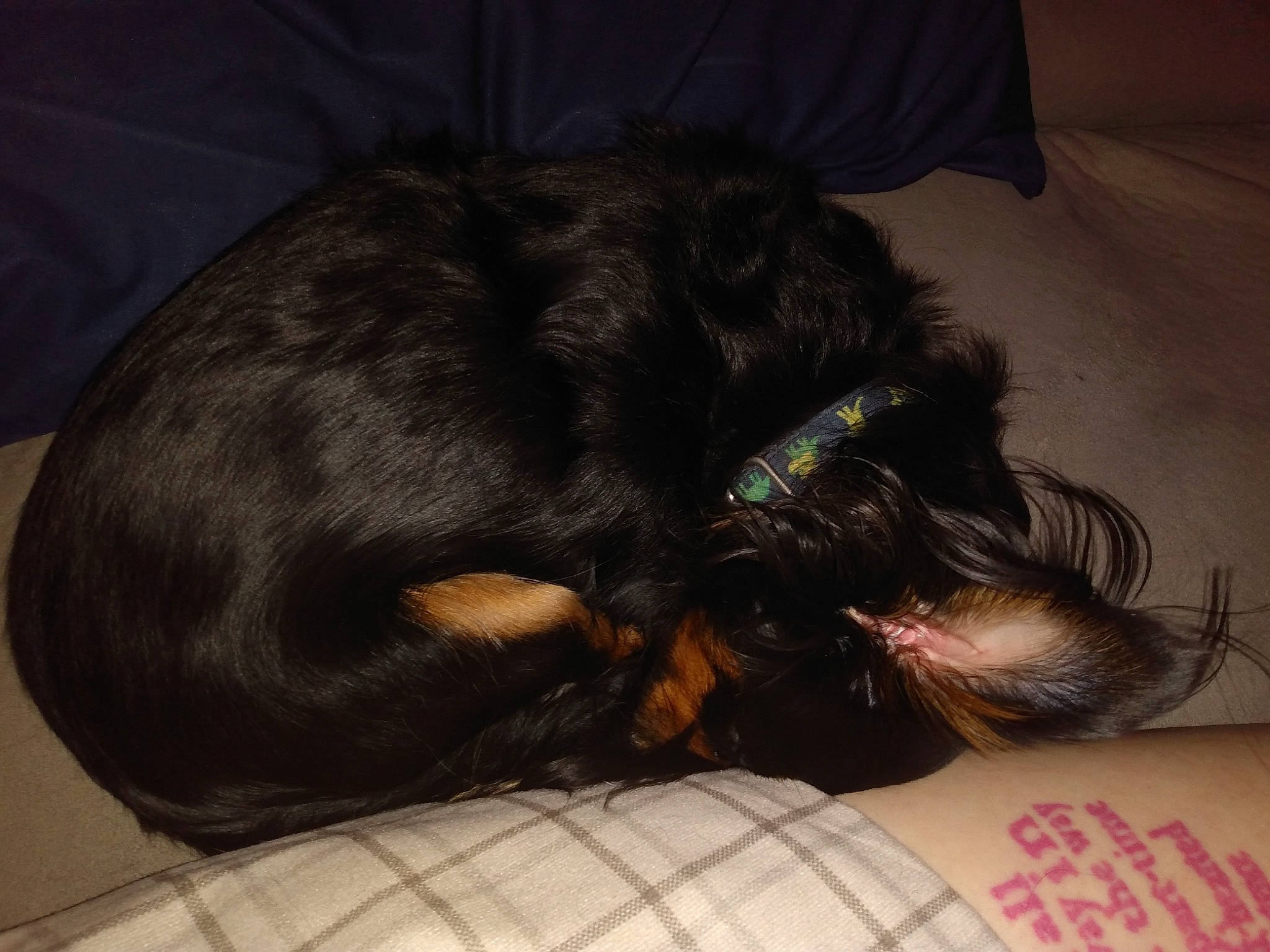 Kinney joined the competition — help win amazing prizes! canidae, carnivore, claw, comfort, companion_dog, dog, dog_breed, ear, felidae, fur, liver, nap, paw, sleep, small_to_medium_sized_cats, snout, sporting_group, tail, toy_dog, whiskers