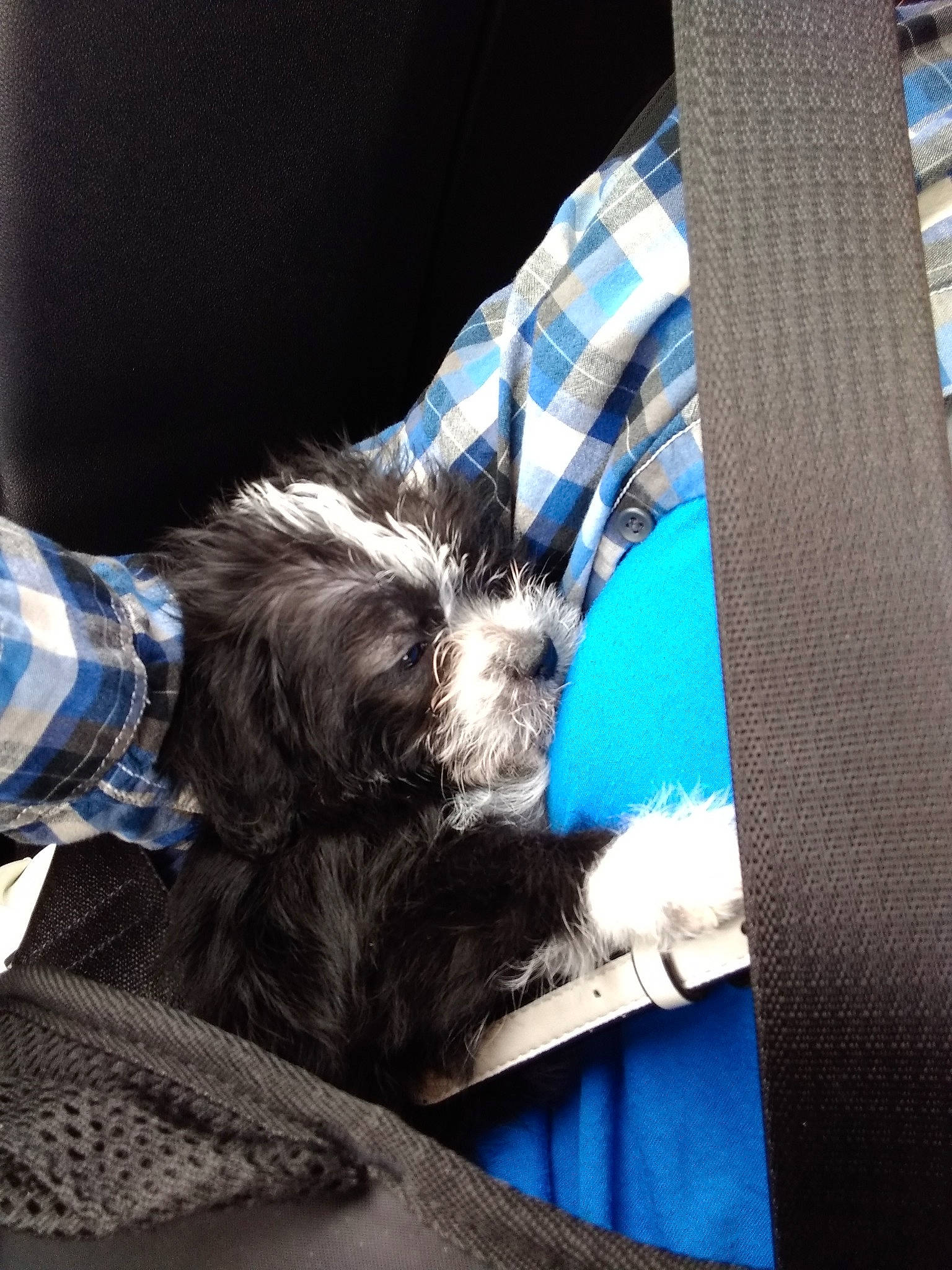 Winona is registered to the contest to win money with this photo: auto_part, canidae, carnivore, comfort, companion_dog, dog, dog_breed, electric_blue, foot, fur, liver, nap, paw, small_terrier, sporting_group, tail, terrier, tints_and_shades, toy_dog, working_animal