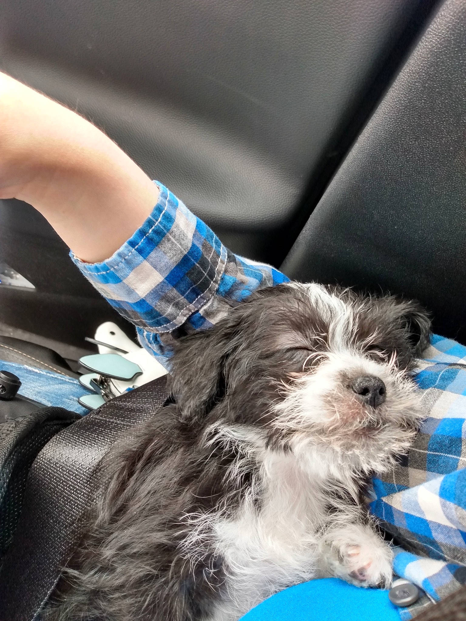 Winona joined the competition — help win amazing prizes! canidae, car_seat, carnivore, comfort, companion_dog, dog, dog_breed, electric_blue, fashion_accessory, fur, human_leg, liver, puppy_love, sitting, small_terrier, sporting_group, terrier, toy_dog, vehicle_door, working_animal