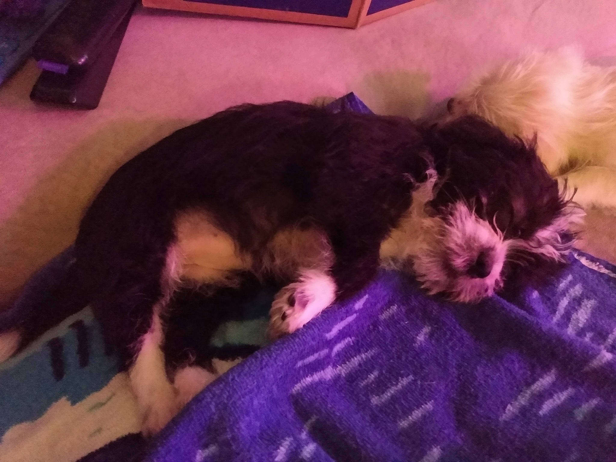 Winona is registered to the contest to win money with this photo: carnivore, claw, comfort, companion_dog, dog, dog_breed, felidae, fur, nap, paw, puppy, puppy_love, small_terrier, small_to_medium_sized_cats, snout, tail, terrier, toy_dog, vertebrate, whiskers