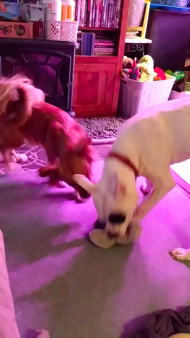 Ripley is registered to the contest to win money with this photo: cabinetry, carnivore, cat, chest_of_drawers, companion_dog, dog, dog_breed, drawer, event, fawn, felidae, flooring, fun, kitchen_appliance, magenta, photograph, pink, purple, refrigerator, small_to_medium_sized_cats