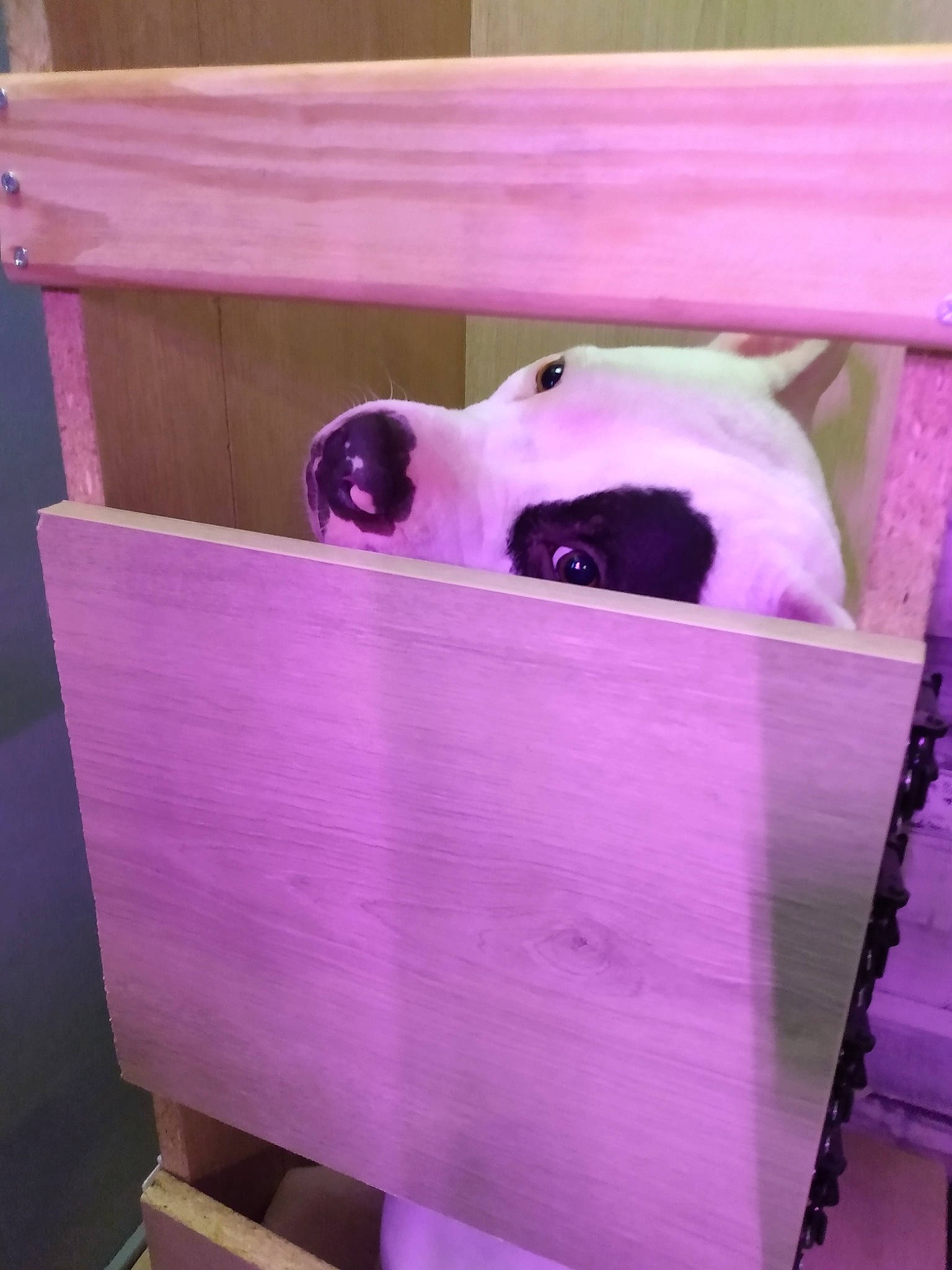 Ripley is registered to the contest to win money with this photo: box, canidae, carnivore, carton, companion_dog, dog, dog_breed, hardwood, household_supply, magenta, packaging_and_labeling, packing_materials, pet_supply, plastic, plywood, purple, room, sporting_group, wood, working_animal