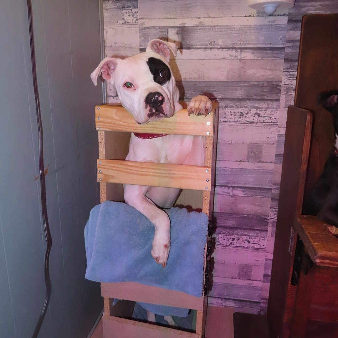 Ripley joined the competition — help win amazing prizes! bulldog, canidae, carnivore, comfort, companion_dog, couch, dog, dog_breed, dog_supply, fawn, flooring, hardwood, machine, pet_supply, room, sporting_group, stairs, toy_dog, wood, working_animal