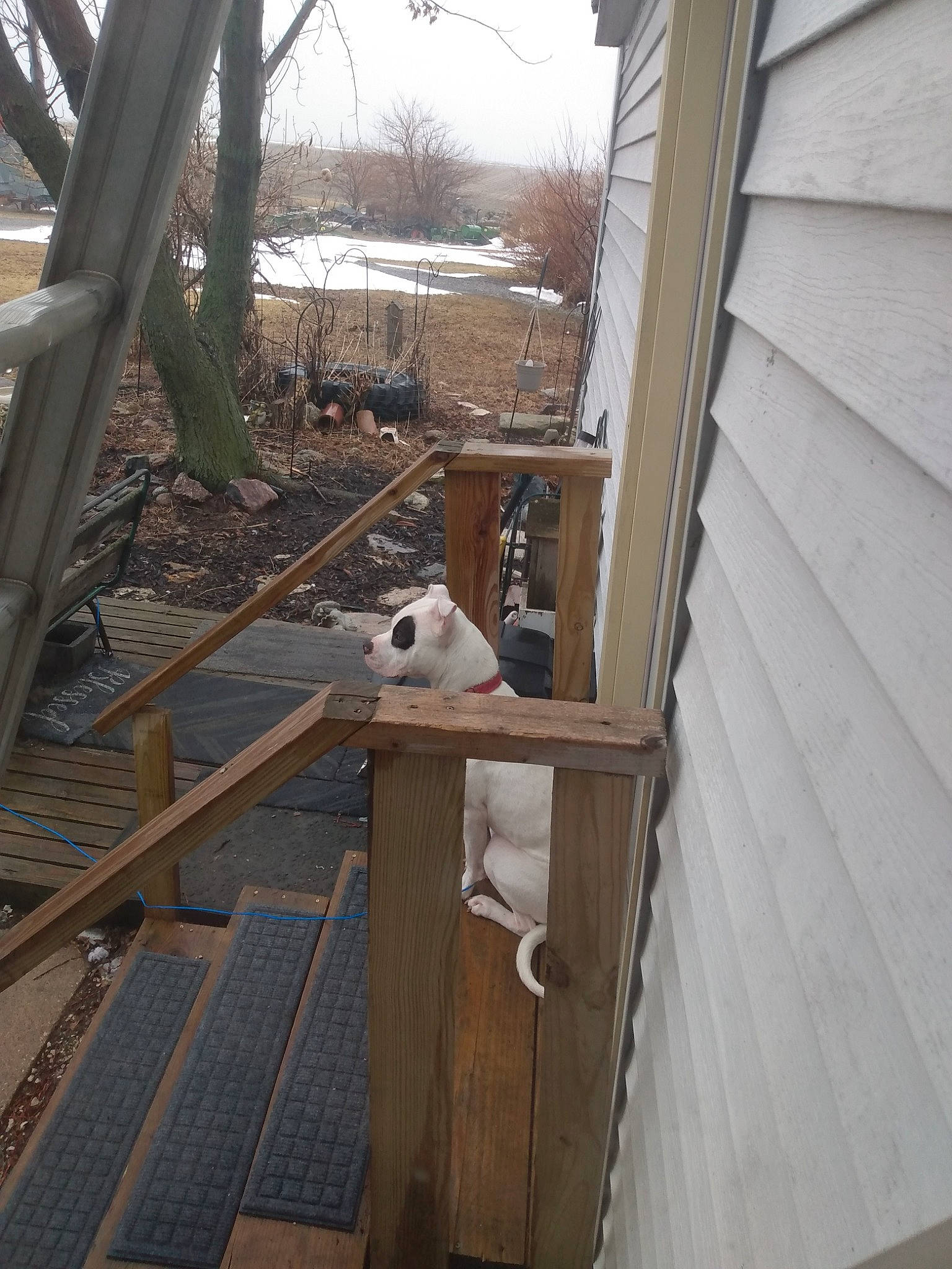 Ripley joined the competition — help win amazing prizes! building, carnivore, companion_dog, deck, door, fawn, felidae, fur, handrail, hardwood, metal, siding, small_to_medium_sized_cats, snow, tail, tree, twig, whiskers, winter, wood