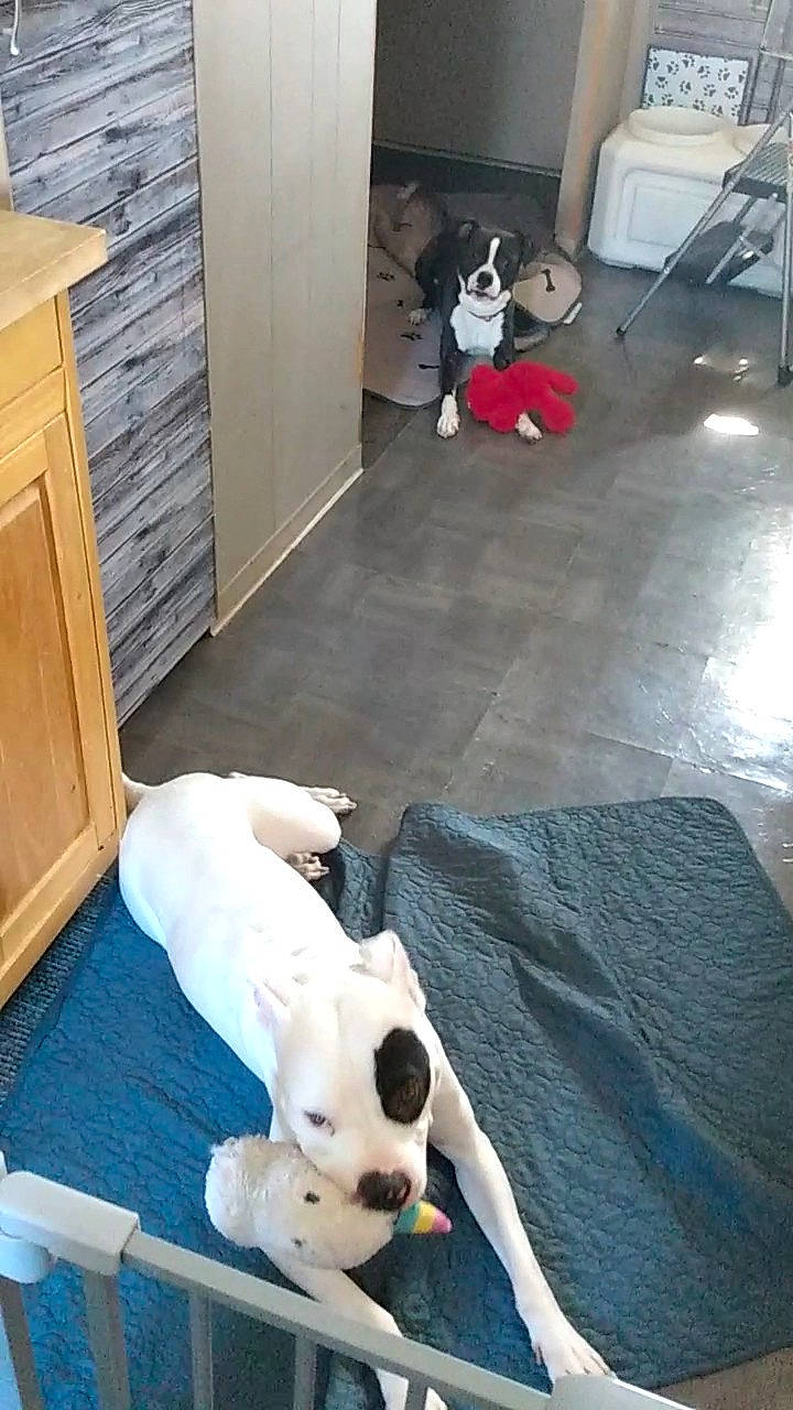 Ripley joined the competition — help win amazing prizes! black, cabinetry, carnivore, comfort, companion_dog, dog, dog_breed, dog_supply, fawn, floor, flooring, hardwood, mammal, room, stuffed_toy, tail, toy, vertebrate, white, wood