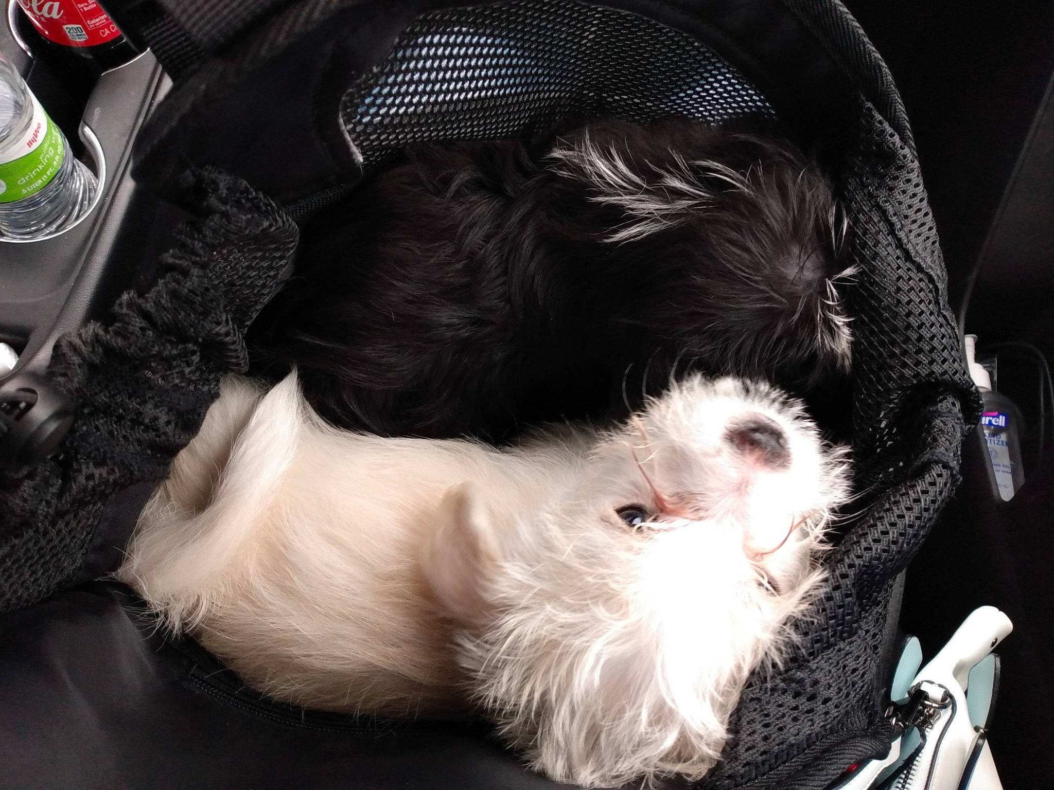 Vincenzo joined the competition — help win amazing prizes! canidae, carnivore, cat, claw, collar, comfort, companion_dog, dog_breed, felidae, fur, paw, pet_supply, small_to_medium_sized_cats, snout, sporting_group, tail, whiskers