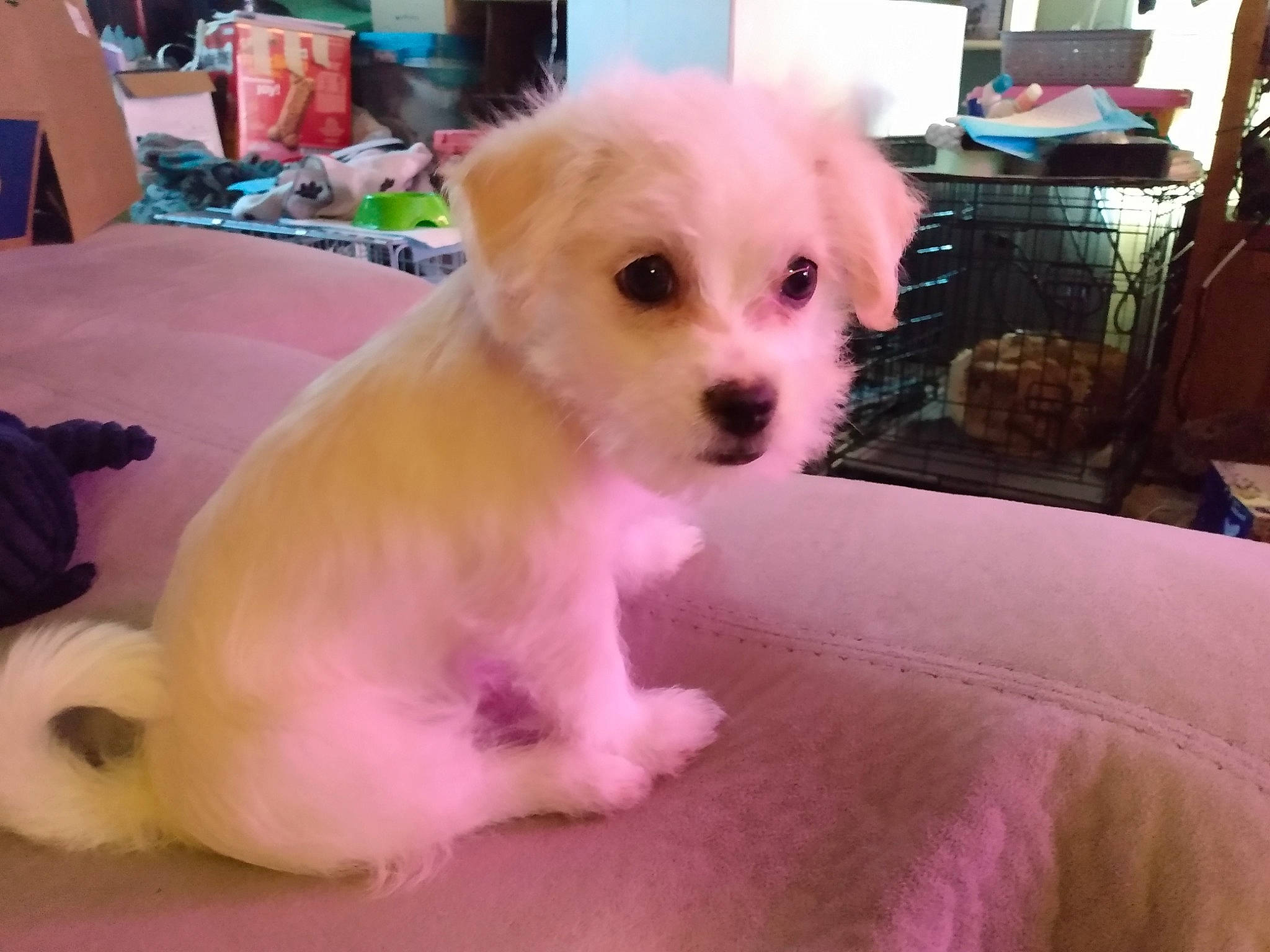 Vincenzo is registered to the contest to win money with this photo: canidae, carnivore, chair, companion_dog, dog, dog_breed, dog_clothes, dog_supply, fawn, fur, maltepoo, non_sporting_group, paw, pink, puppy, small_terrier, snout, sporting_group, toy_dog, working_animal