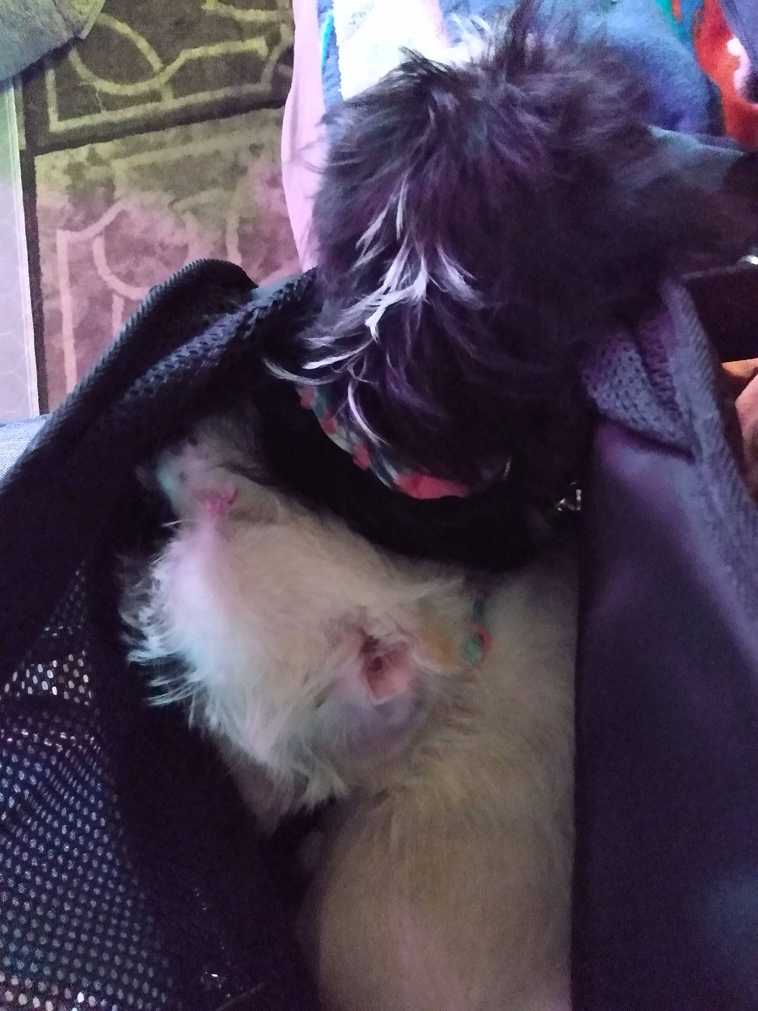 Vincenzo is registered to the contest to win money with this photo: beard, carnivore, collar, companion_dog, dog, dog_breed, fang, fawn, felidae, fur, herding_dog, paw, pomeranian, schnauzer, small_to_medium_sized_cats, spitz, terrier, toy_dog, whiskers, working_animal